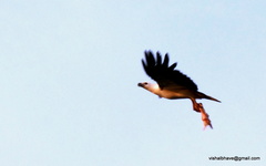 Haliaeetus leucogaster