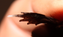 Tomopterna marmorata