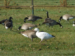 Anser caerulescens