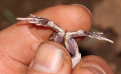 Tomopterna marmorata