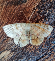 Erastria decrepitaria