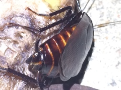 Periplaneta fuliginosa