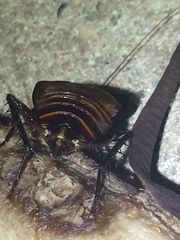 Periplaneta fuliginosa