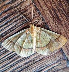 Erastria decrepitaria