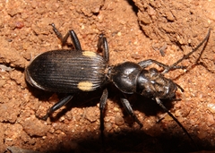 Anthia cephalotes