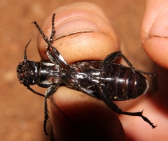 Anthia cephalotes