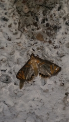Nymphicula