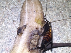 Periplaneta fuliginosa