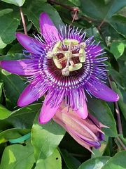 Passiflora amethystina × caerulea