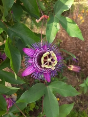 Passiflora amethystina × caerulea