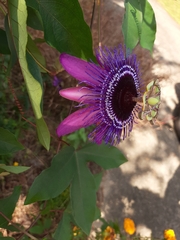 Passiflora amethystina × caerulea