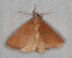Apoda latomia