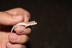 Crossobamon eversmanni eversmanni