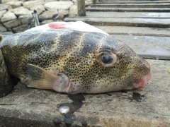 Sphoeroides kendalli