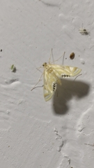 Nymphicula