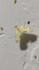 Nymphicula