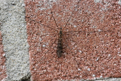 Tipula confusa