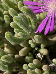Drosanthemum archeri