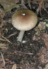 Amanita porphyria