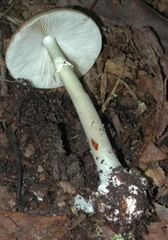 Amanita porphyria