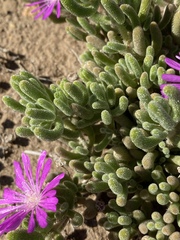 Drosanthemum archeri