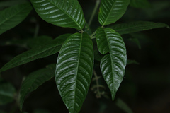 Palicourea cyanococca