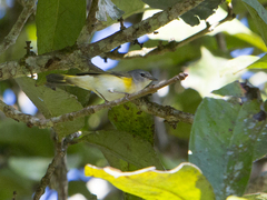 Setophaga ruticilla
