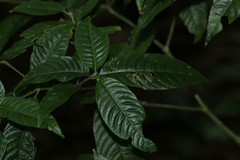 Palicourea cyanococca