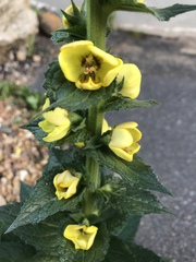 Verbascum virgatum