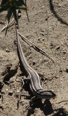 Liolaemus gracilis