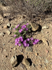 Drosanthemum archeri