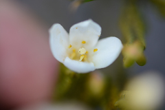 Lachnaea grandiflora