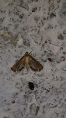 Nymphicula