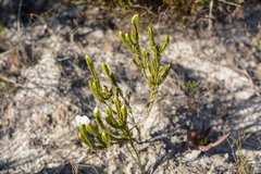Lachnaea grandiflora