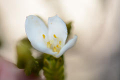 Lachnaea grandiflora