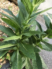 Verbascum virgatum