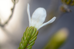 Lachnaea grandiflora
