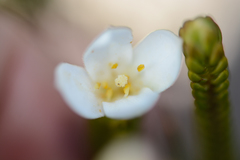 Lachnaea grandiflora
