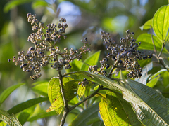 Miconieae