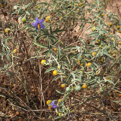 Solanum elaeagnifolium