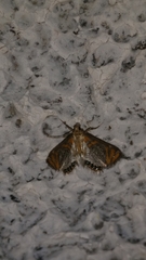 Nymphicula