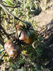 Phytophthora infestans