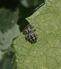 Paraphidippus aurantius