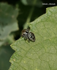 Paraphidippus aurantius