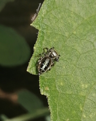 Paraphidippus aurantius
