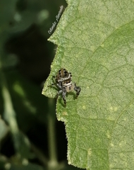 Paraphidippus aurantius