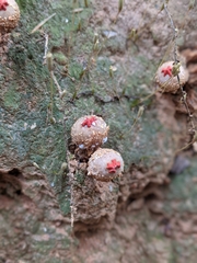 Calostoma lutescens