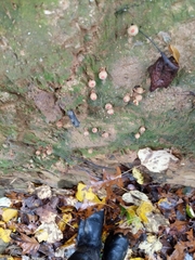 Calostoma lutescens