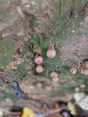 Calostoma lutescens