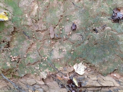 Calostoma lutescens